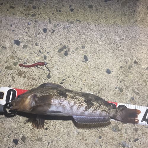 アイナメの釣果