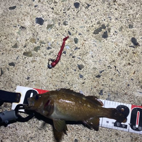 エゾメバルの釣果