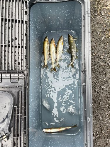 アユの釣果