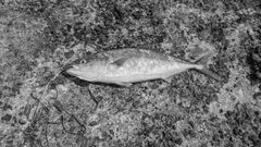 フクラギの釣果