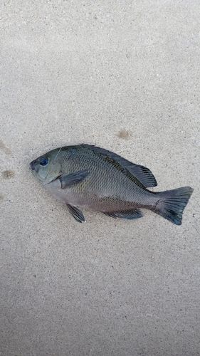 グレの釣果