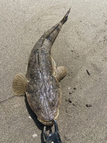 マゴチの釣果