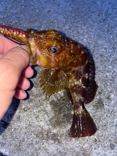 カサゴの釣果