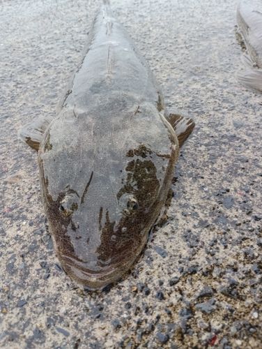 マゴチの釣果