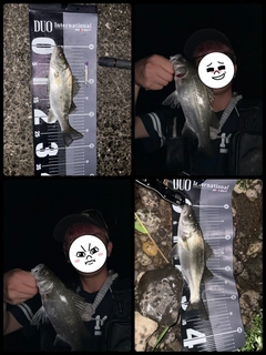 ヒラスズキの釣果