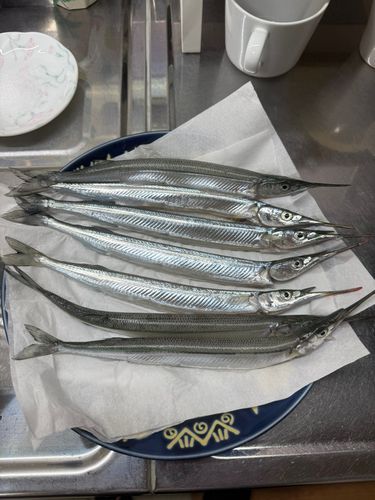 サヨリの釣果