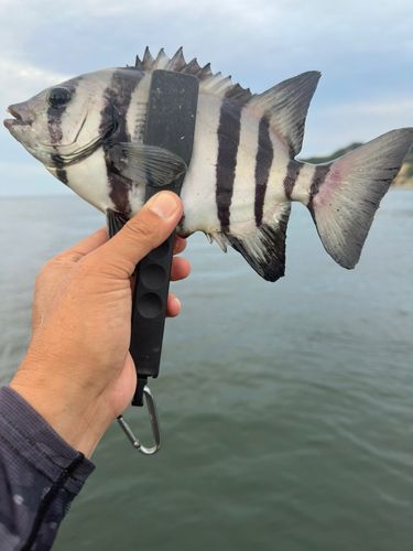 サンバソウの釣果