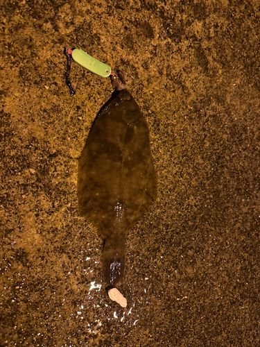 カレイの釣果