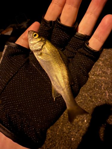 セイゴ（マルスズキ）の釣果