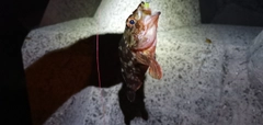 ガシラの釣果