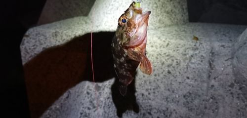 ガシラの釣果