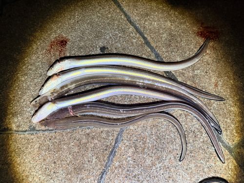 マアナゴの釣果