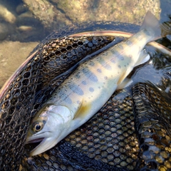 ヤマメの釣果