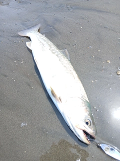 アメマスの釣果