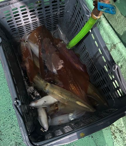 ケンサキイカの釣果