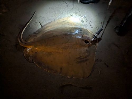 アカエイの釣果