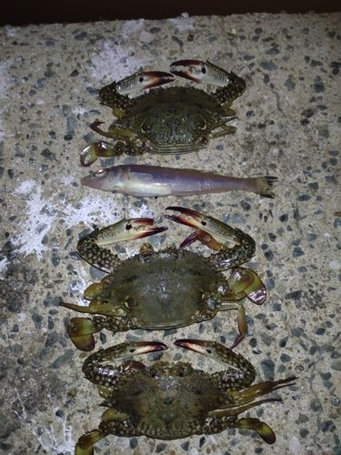 ワタリガニの釣果