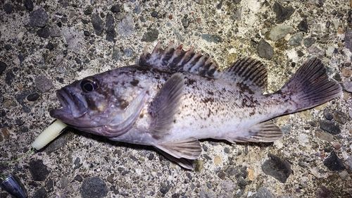 クロソイの釣果