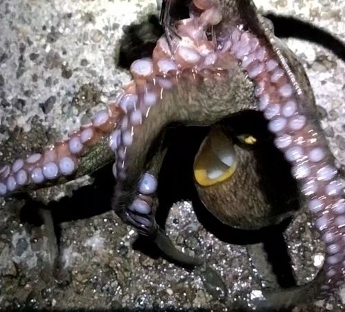 タコの釣果