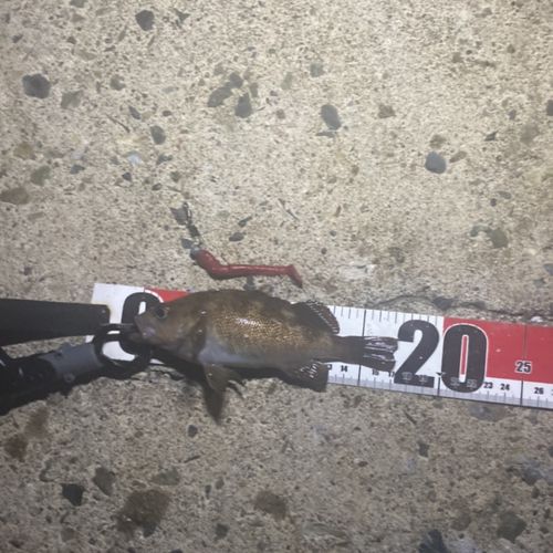 エゾメバルの釣果