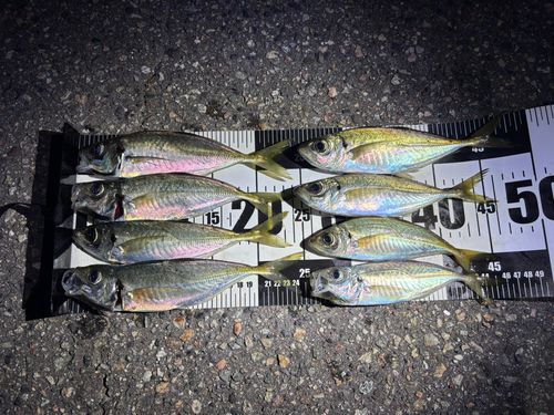 アジの釣果