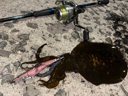 アオリイカの釣果