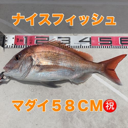 マダイの釣果
