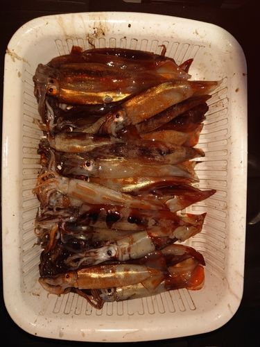 スルメイカの釣果