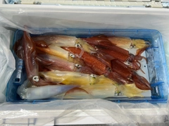 ケンサキイカの釣果