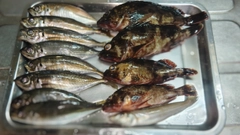 アジの釣果