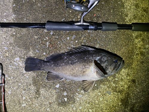 クロソイの釣果