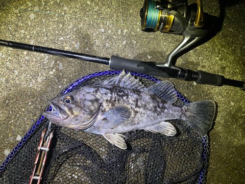 クロソイの釣果