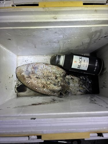 コウイカの釣果