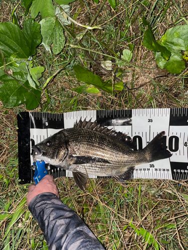 チヌの釣果