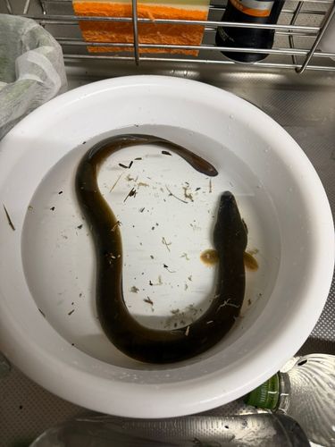 ウナギの釣果