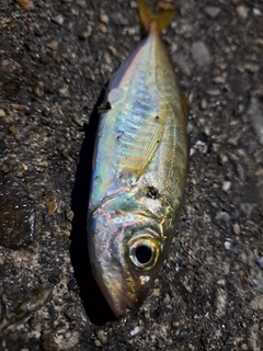 マアジの釣果