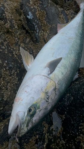 ブリの釣果