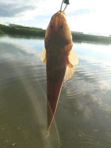 コチの釣果