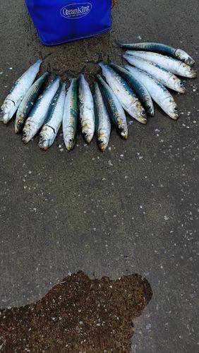 マイワシの釣果