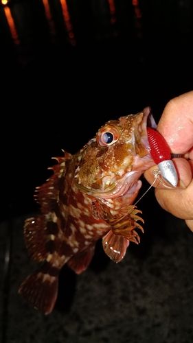 ガシラの釣果