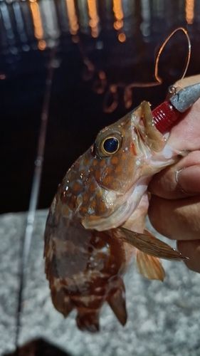 アコウの釣果