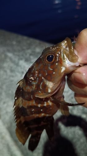 アコウの釣果