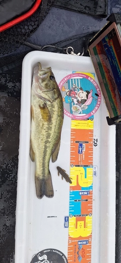 ラージマウスバスの釣果