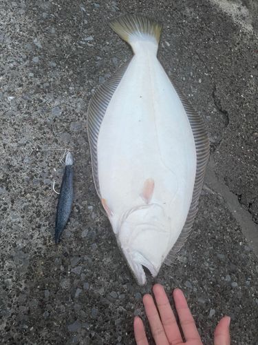 ヒラメの釣果