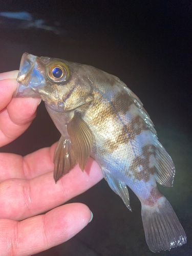 メバルの釣果