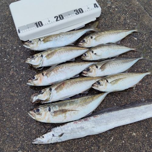 アジの釣果