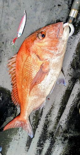マダイの釣果