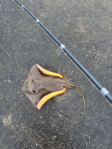 アカエイの釣果