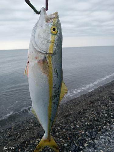 コズクラの釣果