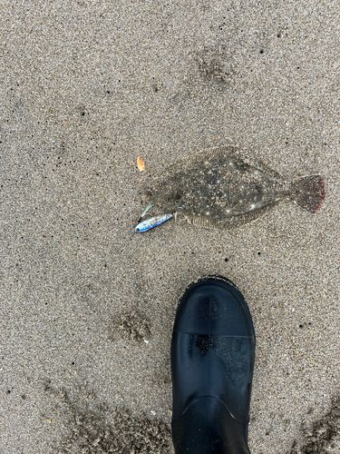 ヒラメの釣果